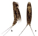 Espce Microsetella sp. - Planche 2 de figures morphologiques