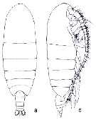 Espce Calanus jashnovi - Planche 10 de figures morphologiques