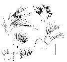 Espce Calanus jashnovi - Planche 11 de figures morphologiques