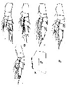 Espce Calanus jashnovi - Planche 12 de figures morphologiques