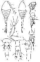 Species Dioithona minuta - Plate 4 of morphological figures