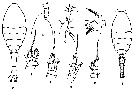 Espce Oithona pulla - Planche 4 de figures morphologiques
