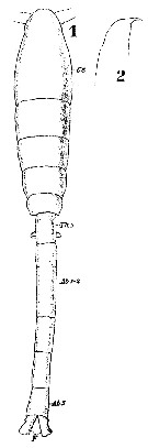 Espce Oithona linearis - Planche 1 de figures morphologiques