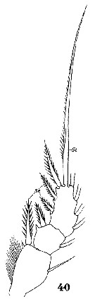 Espce Oithona linearis - Planche 2 de figures morphologiques