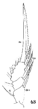 Espce Oithona robusta - Planche 9 de figures morphologiques