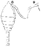 Espce Oithona hebes - Planche 10 de figures morphologiques