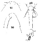 Espce Oithona nana - Planche 19 de figures morphologiques