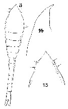 Espce Oithona setigera - Planche 14 de figures morphologiques
