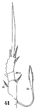 Espce Oithona setigera - Planche 15 de figures morphologiques