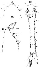 Espce Oithona plumifera - Planche 14 de figures morphologiques