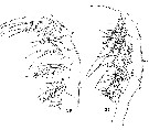 Espce Oithona plumifera - Planche 19 de figures morphologiques