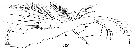 Espce Oithona plumifera - Planche 17 de figures morphologiques
