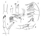 Espce Euaugaptilus farrani - Planche 1 de figures morphologiques