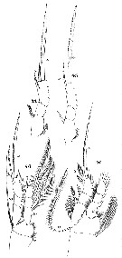 Espce Oithona plumifera - Planche 20 de figures morphologiques