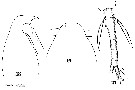 Espce Oithona similis-Group - Planche 23 de figures morphologiques