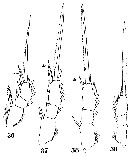 Espce Oithona similis-Group - Planche 24 de figures morphologiques