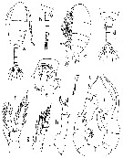 Espce Pseudodiaptomus serricaudatus - Planche 8 de figures morphologiques