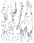 Espce Pseudodiaptomus hessei - Planche 1 de figures morphologiques