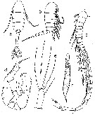 Espce Pseudodiaptomus hessei - Planche 5 de figures morphologiques