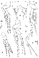 Espce Goniopsyllus clausi - Planche 12 de figures morphologiques