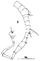 Espce Candacia simplex - Planche 8 de figures morphologiques