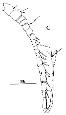 Espce Candacia varicans - Planche 2 de figures morphologiques