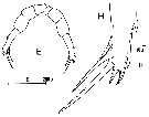 Espce Candacia ethiopica - Planche 15 de figures morphologiques