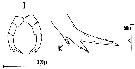 Espce Candacia tenuimana - Planche 9 de figures morphologiques