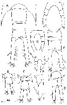 Espce Temora stylifera - Planche 17 de figures morphologiques