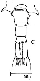 Espce Centropages kroyeri - Planche 7 de figures morphologiques