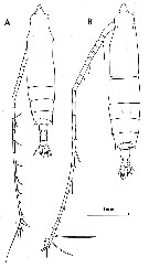 Species Rhincalanus nasutus - Plate 19 of morphological figures