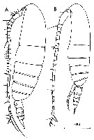 Espce Calanus helgolandicus - Planche 9 de figures morphologiques