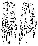 Espce Calanus helgolandicus - Planche 11 de figures morphologiques