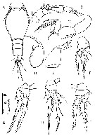 Espce Triconia dentipes - Planche 13 de figures morphologiques