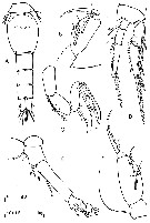 Espce Monothula subtilis - Planche 14 de figures morphologiques