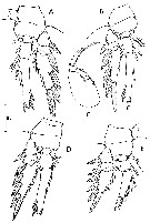 Espce Triconia conifera - Planche 26 de figures morphologiques