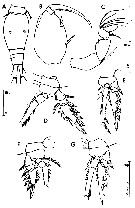 Espce Oncaea mediterranea - Planche 21 de figures morphologiques