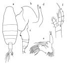Espce Euaugaptilus oblongus - Planche 1 de figures morphologiques