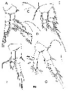 Espce Oithona setigera - Planche 16 de figures morphologiques