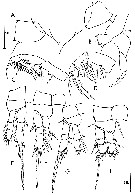 Espce Oithona similis-Group - Planche 25 de figures morphologiques
