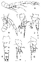 Espce Oithona similis-Group - Planche 26 de figures morphologiques