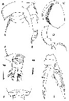 Espce Oncaea media - Planche 11 de figures morphologiques