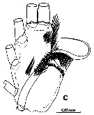 Espce Euchirella messinensis - Planche 55 de figures morphologiques