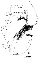 Espce Euchirella galeatea - Planche 10 de figures morphologiques