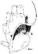 Espce Euchirella rostromagna - Planche 13 de figures morphologiques