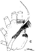Espce Euchirella unispina - Planche 5 de figures morphologiques