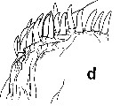 Espce Euchirella truncata - Planche 22 de figures morphologiques