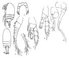 Espce Thompsonopia stephoides - Planche 1 de figures morphologiques