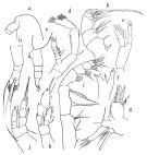 Espce Euaugaptilus nudus - Planche 1 de figures morphologiques