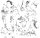 Espce Euchirella paulinae - Planche 8 de figures morphologiques